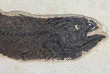 Fossil Fish (Mioplosus) From Inch Layer - Wyoming #107471-2